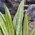 Kép 5/8 - Sansevieria aubrytiana 'Lauren'