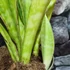 Kép 6/8 - Sansevieria aubrytiana 'Lauren'