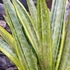 Kép 7/8 - Sansevieria aubrytiana 'Lauren'