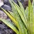 Kép 8/8 - Sansevieria aubrytiana 'Lauren'