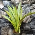 Kép 1/8 - Sansevieria aubrytiana 'Lauren'
