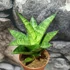 Kép 2/5 - Sansevieria 'Tough Lady'
