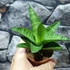 Kép 4/5 - Sansevieria 'Tough Lady'