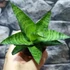Kép 5/5 - Sansevieria 'Tough Lady'
