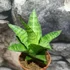 Kép 1/5 - Sansevieria 'Tough Lady'