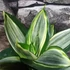 Kép 2/9 - Sansevieria hahnii 'Diamond' (egy-egy levele esztétikai hibás)