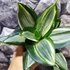 Kép 4/9 - Sansevieria hahnii 'Diamond' (egy-egy levele esztétikai hibás)