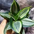 Kép 5/9 - Sansevieria hahnii 'Diamond' (egy-egy levele esztétikai hibás)