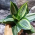 Kép 1/9 - Sansevieria hahnii 'Diamond' (egy-egy levele esztétikai hibás)