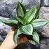 Kép 7/9 - Sansevieria hahnii 'Diamond' (egy-egy levele esztétikai hibás)