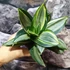 Kép 8/9 - Sansevieria hahnii 'Diamond' (egy-egy levele esztétikai hibás)
