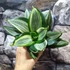 Kép 9/9 - Sansevieria hahnii 'Diamond' (egy-egy levele esztétikai hibás)