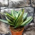Kép 3/9 - Sansevieria hahnii 'Diamond' (egy-egy levele esztétikai hibás)