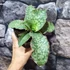 Kép 6/6 - Sansevieria kirkii 'Silver Blue'