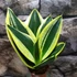 Kép 1/8 - Sansevieria hahnii 'Jade Pagoda'