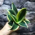 Kép 3/8 - Sansevieria hahnii 'Jade Pagoda'