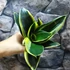 Kép 5/8 - Sansevieria hahnii 'Jade Pagoda'