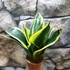 Kép 2/8 - Sansevieria hahnii 'Jade Pagoda'