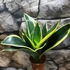 Kép 8/8 - Sansevieria hahnii 'Jade Pagoda'