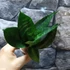 Kép 3/7 - Sansevieria hahnii 'Green'