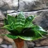 Kép 4/7 - Sansevieria hahnii 'Green'