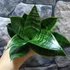 Kép 5/7 - Sansevieria hahnii 'Green'