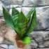Kép 2/7 - Sansevieria hahnii 'Green'