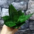Kép 6/7 - Sansevieria hahnii 'Green'