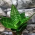 Kép 1/7 - Sansevieria hahnii 'Green'
