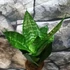 Kép 7/7 - Sansevieria hahnii 'Green'