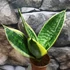 Kép 2/8 - Sansevieria 'Super hahnii'