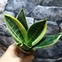 Kép 4/8 - Sansevieria 'Super hahnii'