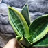 Kép 5/8 - Sansevieria 'Super hahnii'