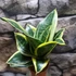 Kép 6/8 - Sansevieria 'Super hahnii'