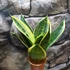Kép 7/8 - Sansevieria 'Super hahnii'