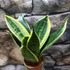 Kép 8/8 - Sansevieria 'Super hahnii'