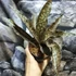 Kép 1/11 - Sansevieria kirkii var. Pulchra