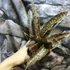 Kép 3/11 - Sansevieria kirkii var. Pulchra