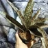 Kép 2/11 - Sansevieria kirkii var. Pulchra
