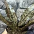 Kép 5/11 - Sansevieria kirkii var. Pulchra