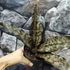 Kép 6/11 - Sansevieria kirkii var. Pulchra
