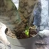Kép 8/11 - Sansevieria kirkii var. Pulchra