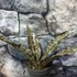 Kép 4/11 - Sansevieria kirkii var. Pulchra