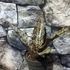 Kép 10/11 - Sansevieria kirkii var. Pulchra