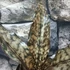 Kép 11/11 - Sansevieria kirkii var. Pulchra