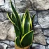 Kép 1/7 - Sansevieria canary