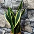 Kép 3/7 - Sansevieria canary