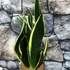 Kép 4/7 - Sansevieria canary