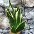 Kép 5/7 - Sansevieria canary