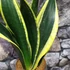 Kép 2/7 - Sansevieria canary